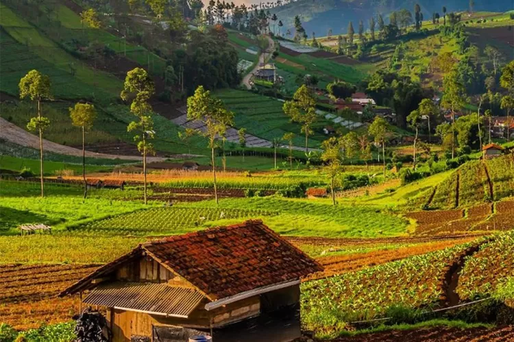 Kebun Teh Kaligua, Brebes, Jawa Tengah.
