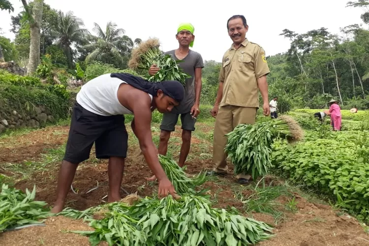 PANEN: Sekdes Karehkel, Kecamatan Leuwiliang, Kabupaten Bogor, Suhandi, saat ikut memanen kangkung dan bayam.