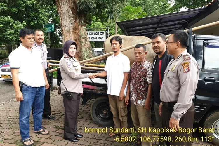 PENCURIAN: Kapolsek Bogor Barat Kompol Sundarti menyerahkan hewan ternak kepada pemiliknya setelah sempat dicuri.