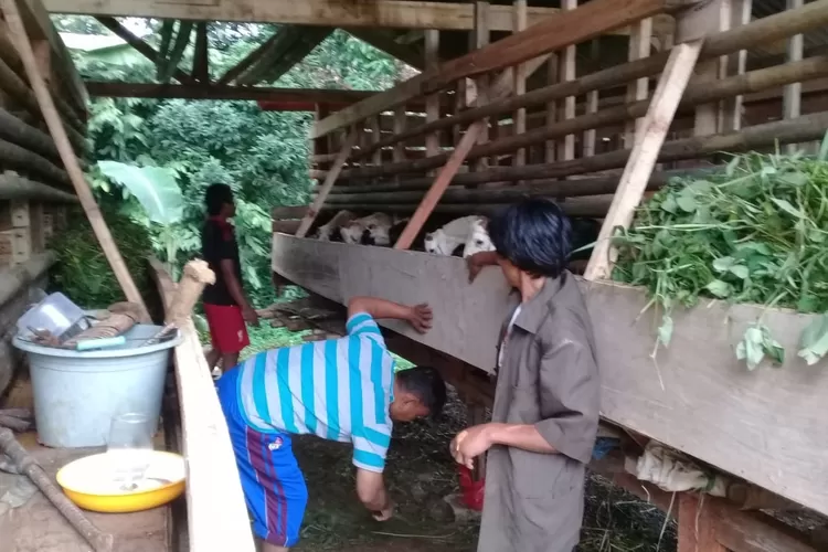 BARU MULAI: Penggemukan kambing ini jadi salah satu usaha BUMDes Pandansari.