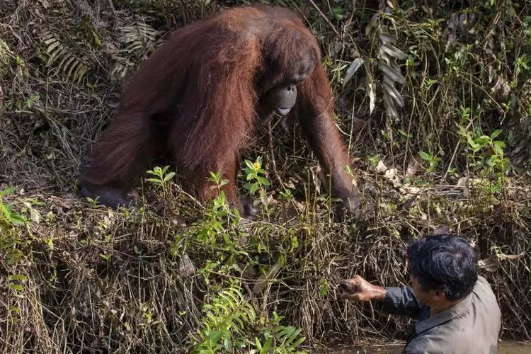 The orangutan watches the man in the water clearing snakes as part of a conservation effort to protect the apes in Borneo. See SWNS copy SWCAhand: This is the touching moment an orangutan tries to lend a helping hand to a man searching for the animals' sworn enemies - snakes. The striking image appears to show the great ape reaching out to assist the man, who is stood in a river. The picture was taken in a conservation forest area in Borneo where the endangered species are protected from hunters.