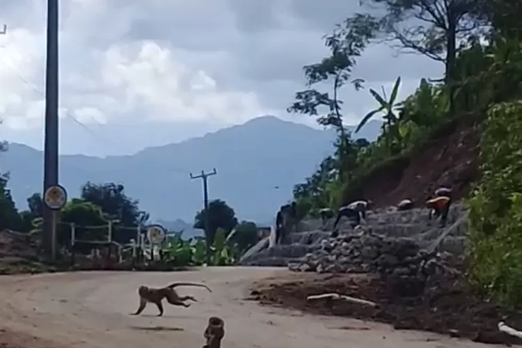 TURUN: Salah satu kawanan monyet ekor panjang turun dari gunung Handarusa ke jalanan di Sukajaya, Kabupaten Bogor.