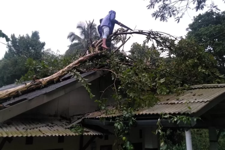 AMBRUK: Salah satu rumah yang ambruk akibat tertimpa pohon yang diterjang angin puting beliung.