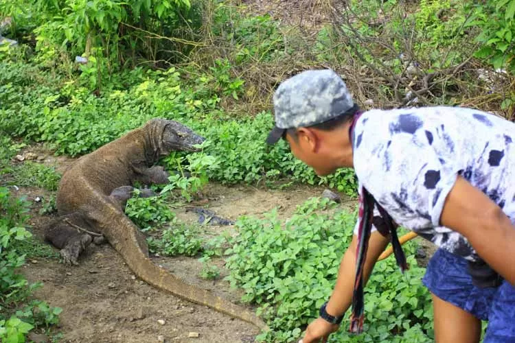 Seekor komodo turun ke perkampungan warga di Desa Komodo, Labuan Bajo. (Arifin/Metropolitan)