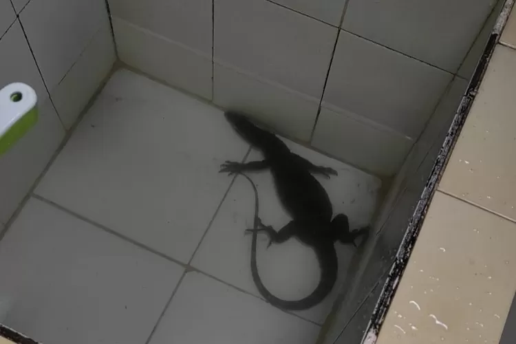 Seekor biawak berada di salah satu bak mandi milik warga yang ada di Kota Bogor (Ist) 