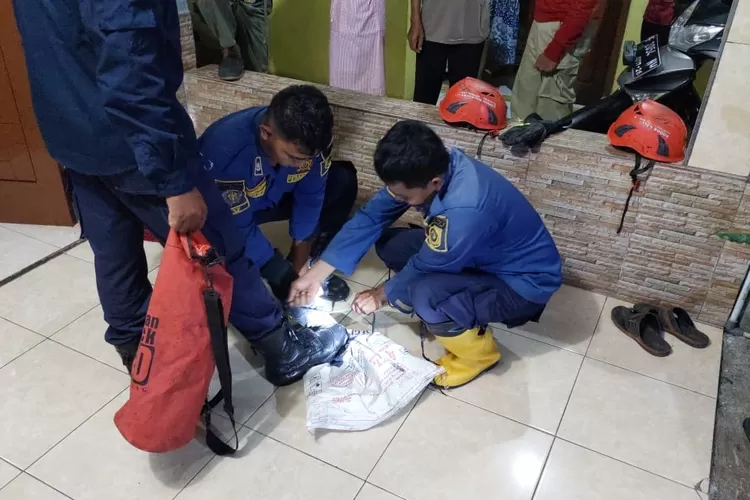 Petugas Damkar Kabupaten Bogor mengevakuasi ular kobra yang ada di rumah warga di Sukaraja, Kabupaten Bogor, belum lama ini. (Dok. Damkar Kabupaten Bogor)