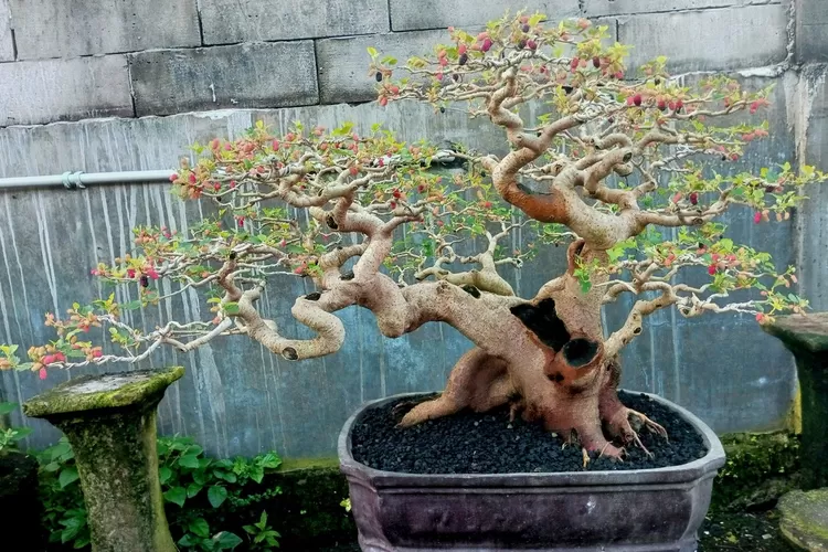 bonsai murbei