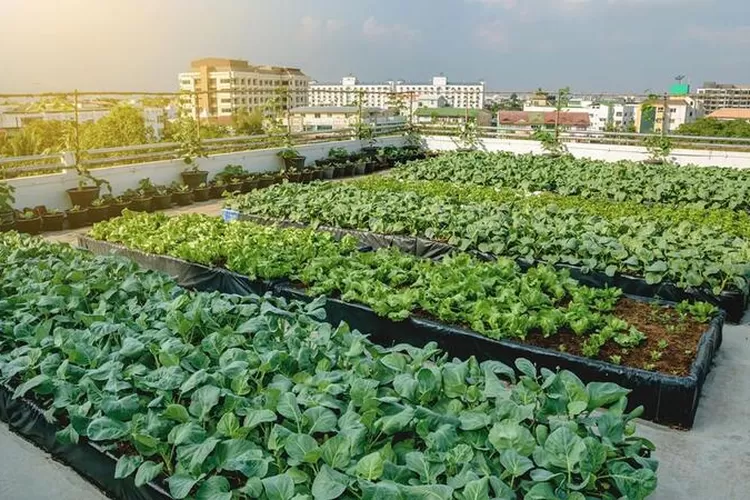 Urban Farming Jadi Tren, Intip 10 Tips Seru Bercocok Tanam Di Perkotaan ...