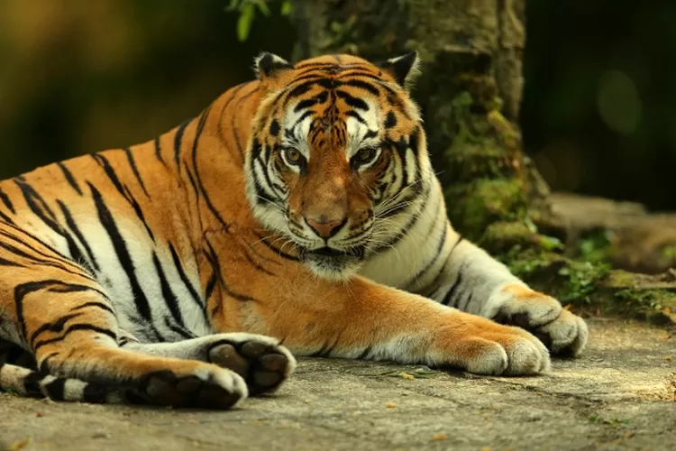 Harimau Sumatera, Sebagai Hewan Kebanggaan Pulau Sumatera yang Hampir Terancam Punah (tamansafari.com)