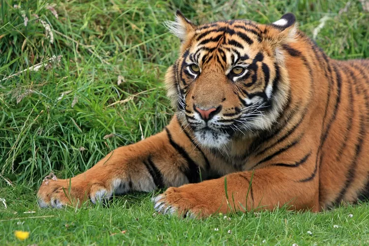 Harimau Sumatera yang dapat julukan Inyiak Balang.  (PIXABAY/no-longer-here)
