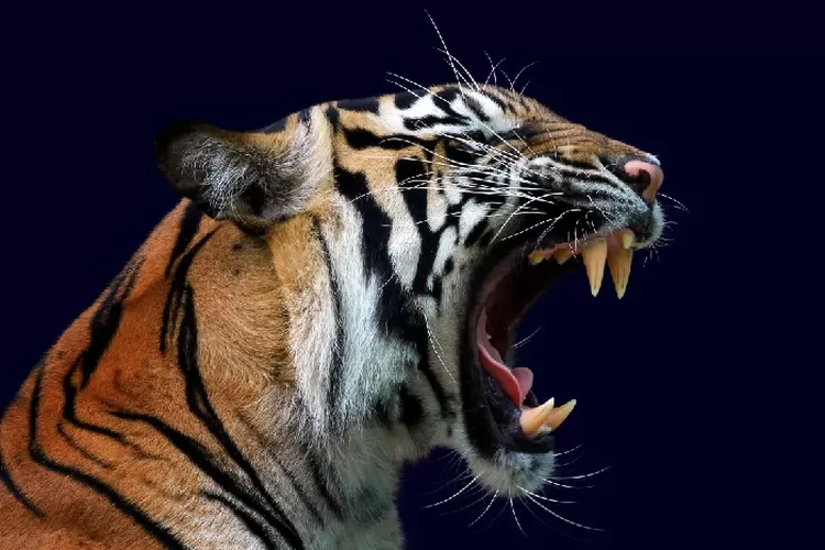 Harimau Sumatera (Freepik.com)