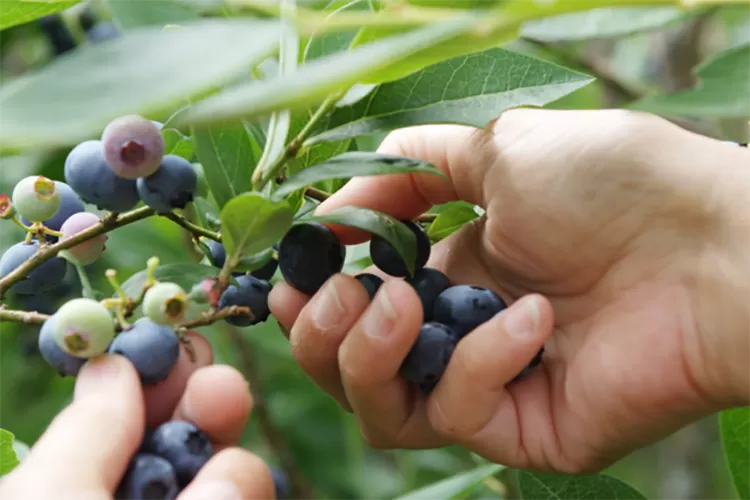 Paten Kali Bah! Anak Medan Ini Bergaji Rp2,4 juta Petik Buah Blueberry di Australia