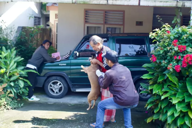 Petugas saat melakukan penyuntikan hewan di Padang Panjang (Kominfo Padang  Panjang)