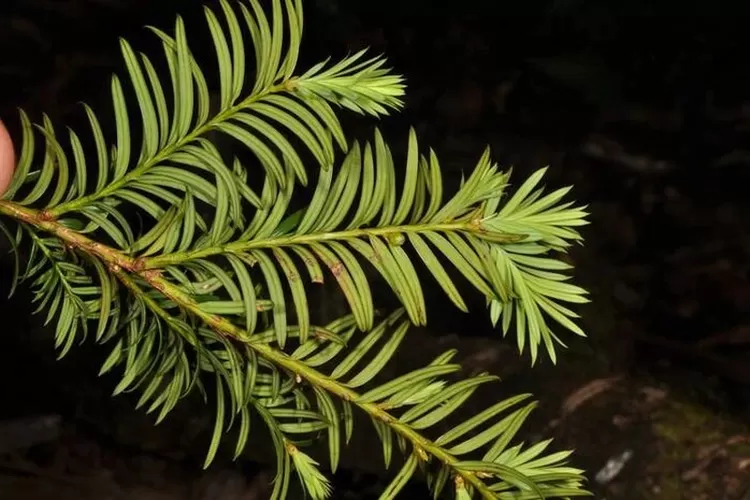 Taxus sumatrana (alchetron.com)