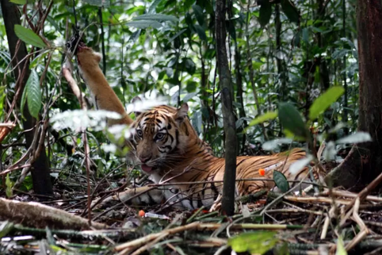 Harimau Sumatera di habitatnya (mongabay.co.id)