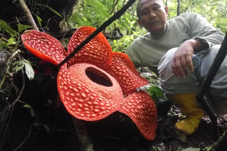 Bunga Rafflesia Tuan-mudae merupakan satu-satunya yang tumbuh di Indonesia dan pernah mekar sempurna dengan ukuran terbesar di dunia.