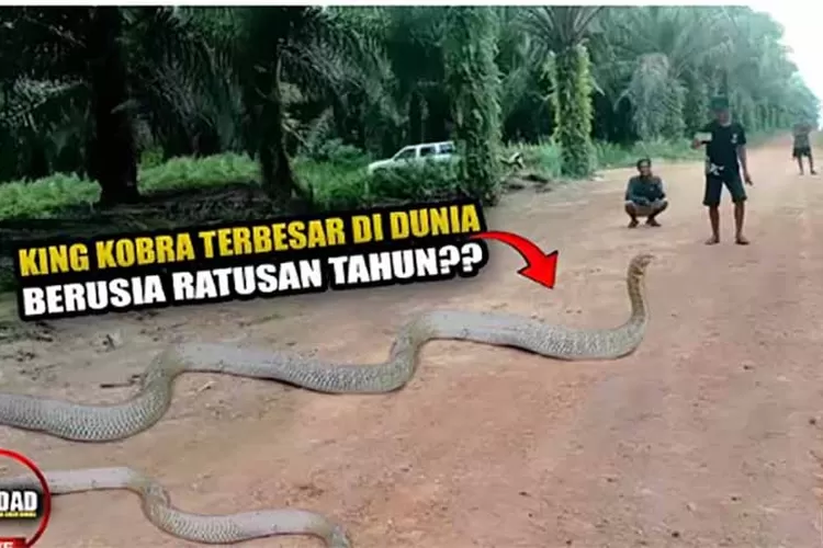 Raja Kobra Raksasa Terbesar di Dunia Ditemukan di Kalimantan, Panjang 17 Meter Garaga Punya India Lewat!