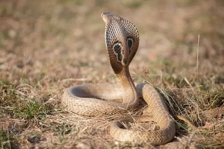 Ilustrasi ular (pexels)