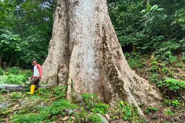 Amazing! Ada Pohon Raksasa Berusia 560 Tahun di Sumatera Barat Jadi Magnet Baru Bagi Wisatawan Mancanegara