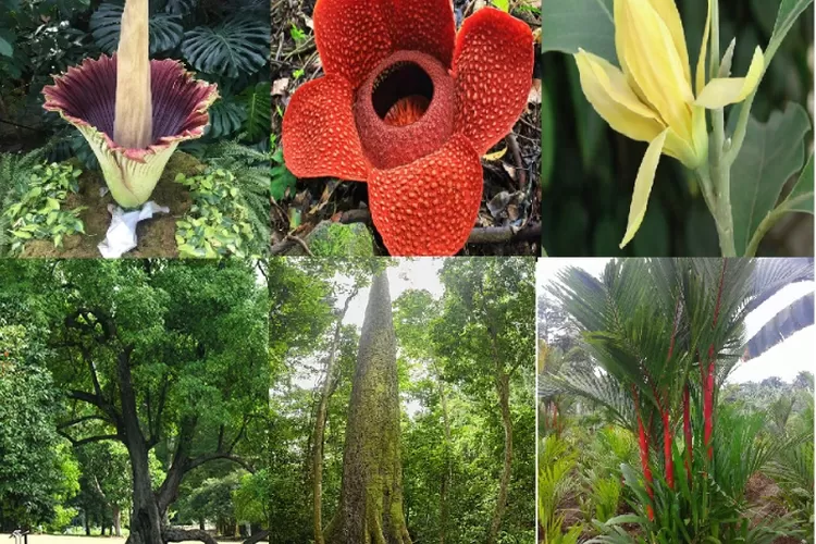 Tanaman endemik Sumatera (kolase)