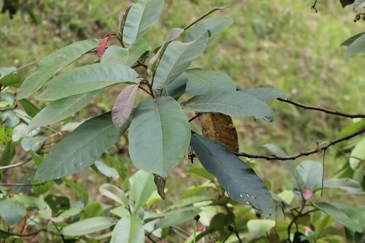 Tanaman pirdot (Saurauia bracteosa) (uk.inaturalist.org)
