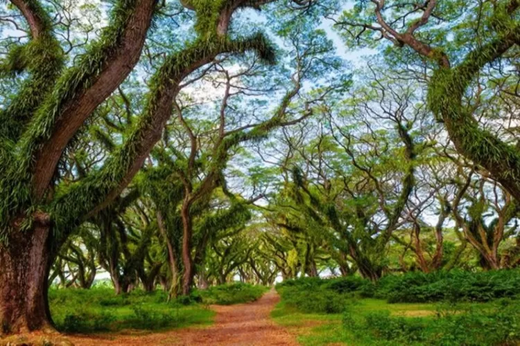 Panorama di De Djawatan Banyuwangi.  (dok. Banyuwangi Tourism)