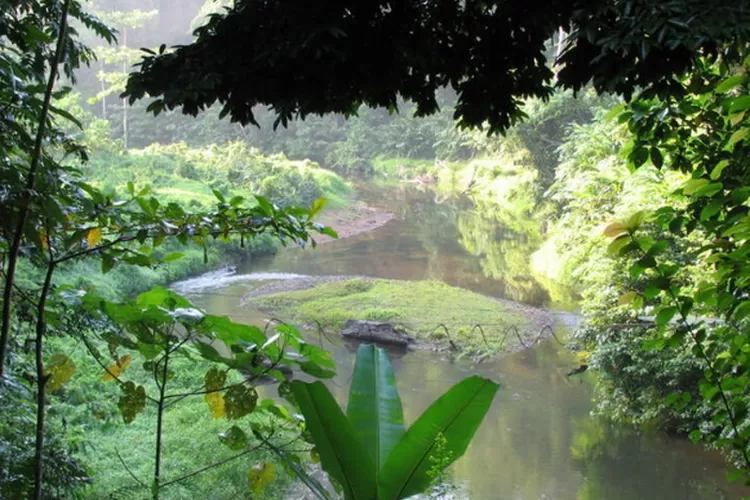 Hutan Hujan Tropis Sumatera. (Dok UNESCO)