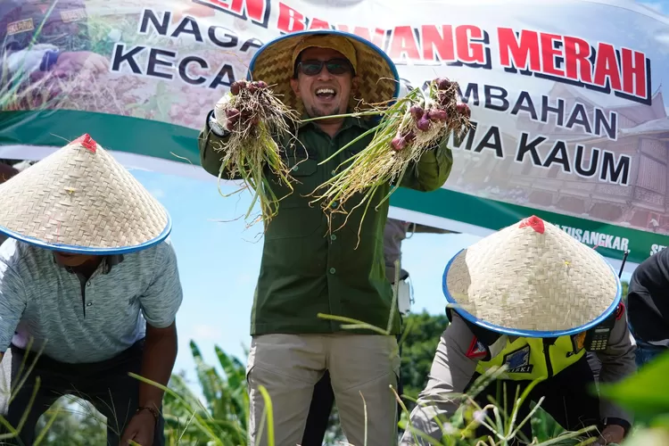 Bupati Eka Putra penen perdana bawang merah. (Prokopim)