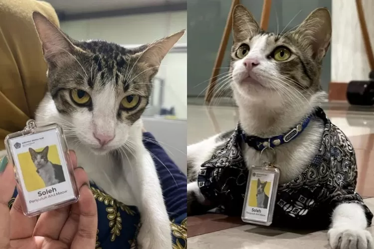 Soleh, kucing yang menjadi PNS di Kantor Pajak Serpong (Instagram @SolehTheCat)