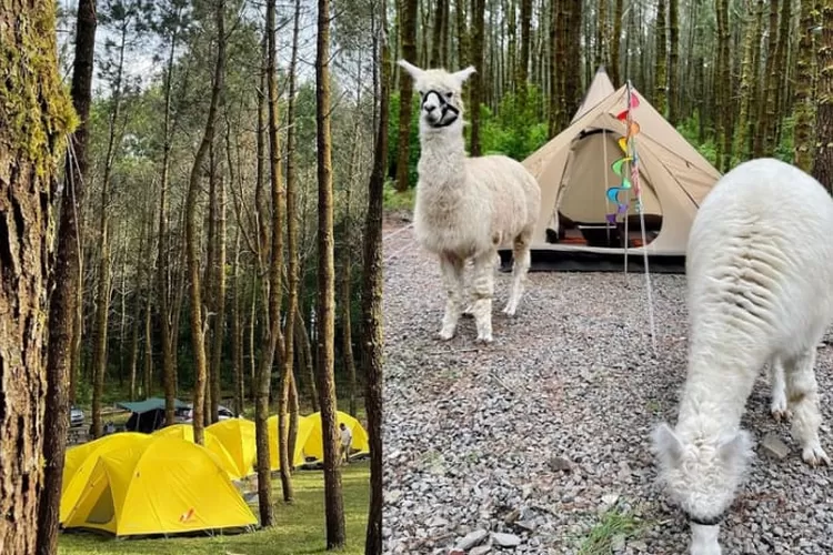 Alpaca, Hewan Lucu dan Mahal Ini Hadir di Tangkal Pinus Jayagiri Lembang (foto : Instagram Tangkal Pinus @tangkalpinus)