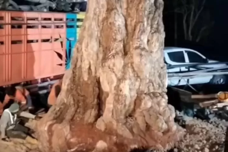 Penampakan pohon pule dengan harga fantastis yang ditanam di Ibu Kota Nusantara (IKN). (Gorajuara/ Instagram/ @terang_media)