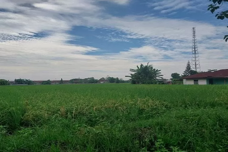 Lahan pertanian warga dipenuhi rerumputan, tidak diolah akibat kelangkaan pupuk bersubsidi (Realitasonline.id/zul)