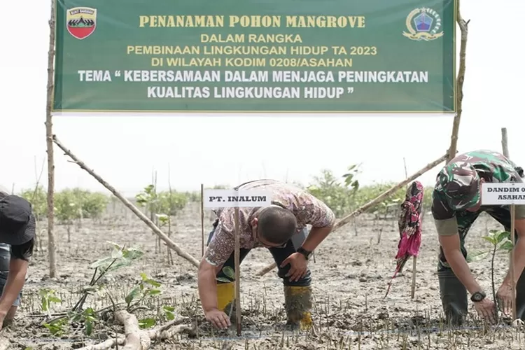 Penanaman Mangrove di pantai Batubara oleh Pimpinan PT Inalum dan Komandan Kodim 0208/Asahan (. Realitasonline/H.Guntur Sinaga)