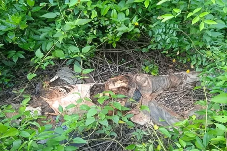 Mayat tak dikenal membusuk sudah mengering dan sulit dikenali di Indrapura Kab. Batubara (. Realitasonline.id/H.Guntur Sinaga)