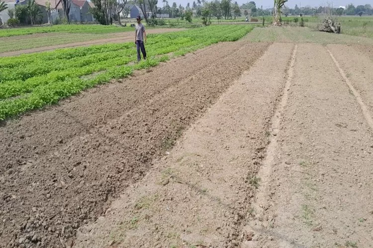 Petani sayur mayur mengaku kesulitan air untuk menyiram tanamannya (satuarah.co)
