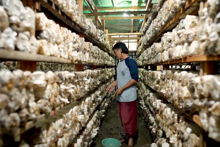 Mengenal Desa BRILIan Trawas