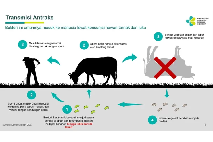 Apa Itu Penyakit Antraks? Yuk Kenali Cara Penularan, Gejala, Dan ...