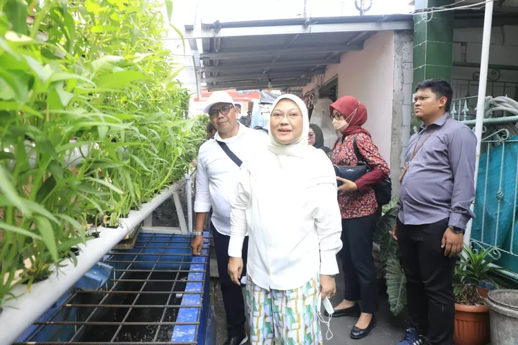 Menaker Ida Fauziyah meninjau PBK serta melakukan panen hasil tanaman hidroponik warga di Kelurahan Tanah Tinggi, Johar Baru Jakarta Pusat. 
