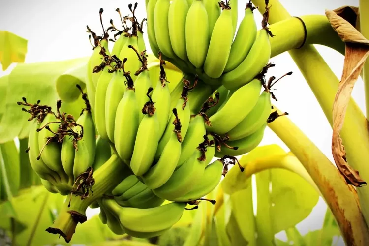 Pohon pisang berkembang biak dengan cara vegetatif alami.  (Canva by 41330)
