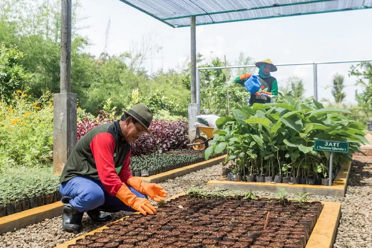 Petani green belt melakukan pembibitan tanaman jati untuk reklamasi lahan pascatambang SIG di Pabrik Tuban   