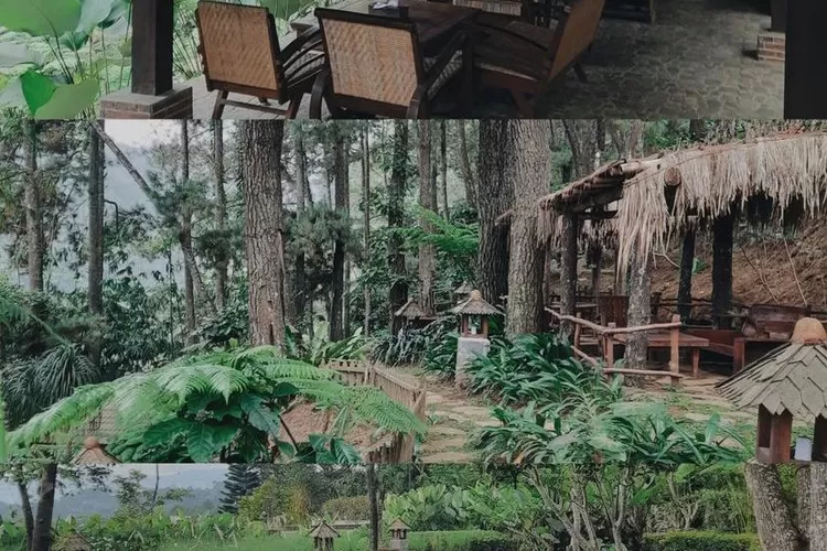 Kafe Outdoor 24 Jam di Bogor, Menu Makanan Mulai Rp 5 Ribuan, Nongkrong Subuh di Tengah Pohon Pinus