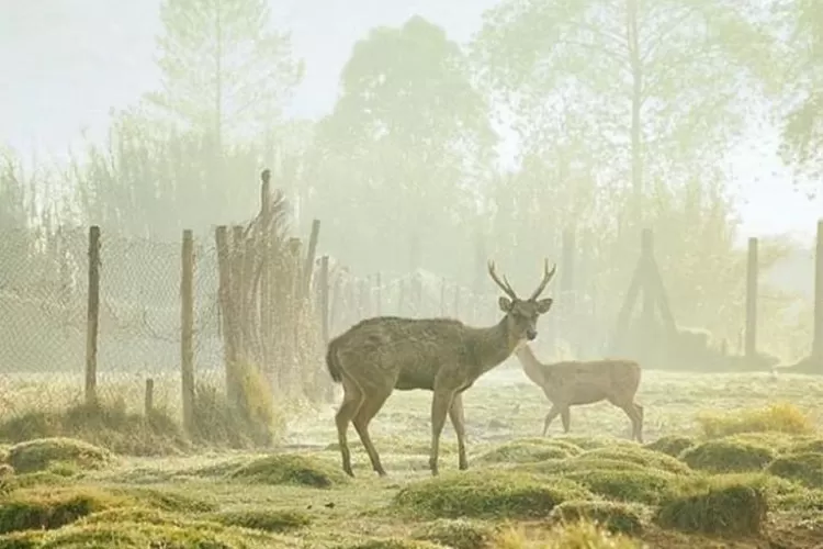 Tempat Wisata Ranca Upas Ciwidey Bandung  (id.pinterest.com)