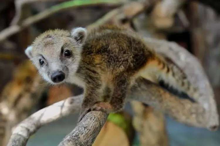 Hanya Rp30 ribu saja Anda bisa wisata di Jogja sambil berinteraksi dengan hewan  (Instagram.com @suralokainteractivezoo)