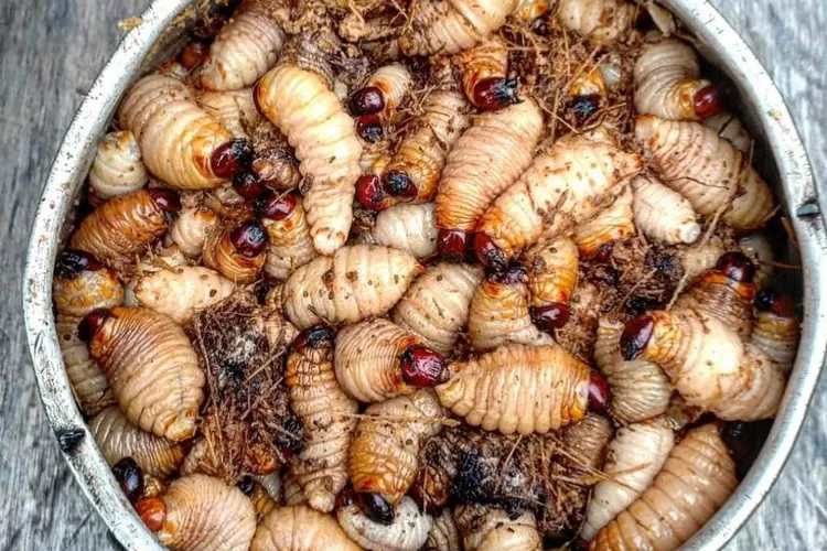 Ulat sagu punya kandungan protein yang tinggi. (Instagram/indoflashlight)