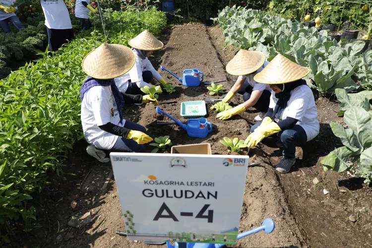 Program BRI Peduli Bertani di Kota atau BRInita.