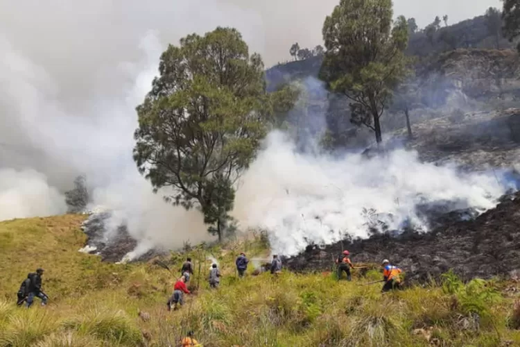 Di lokasi kebakaran, banyak tumbuhan atau satwa sangat langka. (dok bnpb.go.id)