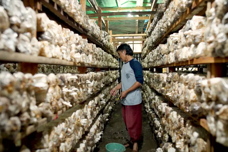 Desa Trawas, salah satu contoh desa sukses  (dok.BRI)