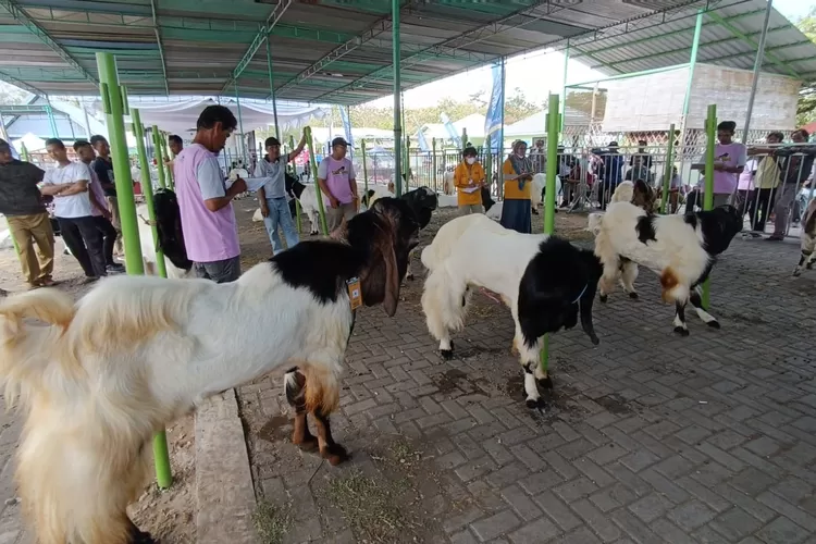 Ilustrasi. Pelaksanaan Kontes Ternak Kambing PE 2023 Pasar Hewan Terpadu Pengasih. (Amin Kuntari)