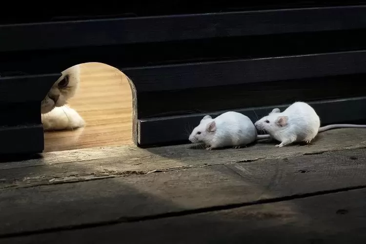 Tikus bisa tak betah bila ada satu dari 3  jenis tanaman ini di rumah Anda. 
