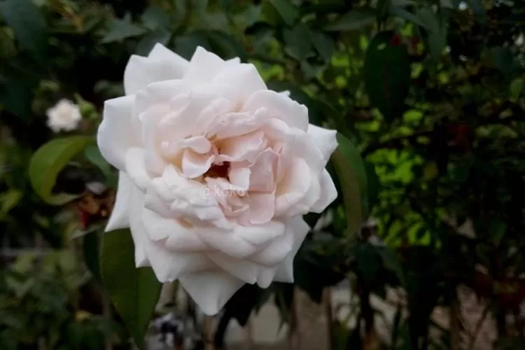 Bunga mawar putih yang mampu mengungkapkan sejuta perasaan.  (Dok. WP)